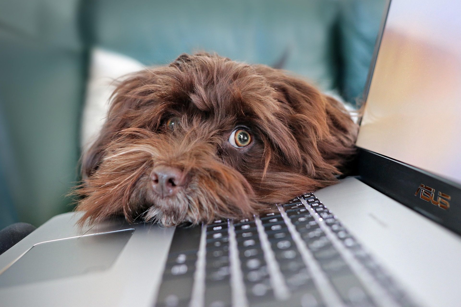 hond met kop op toetsenbord